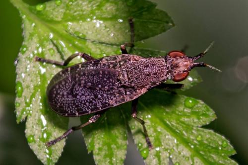 Euthycera cribrata